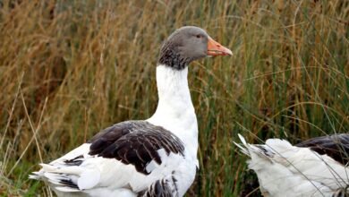 lobasincensura profile summary