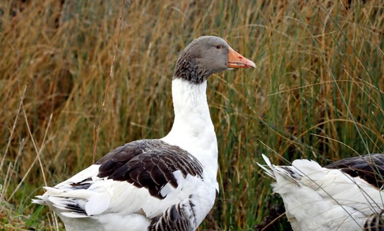 lobasincensura profile summary