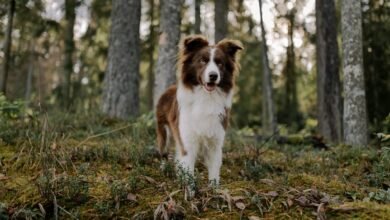 enterprise intelligence strategy overview