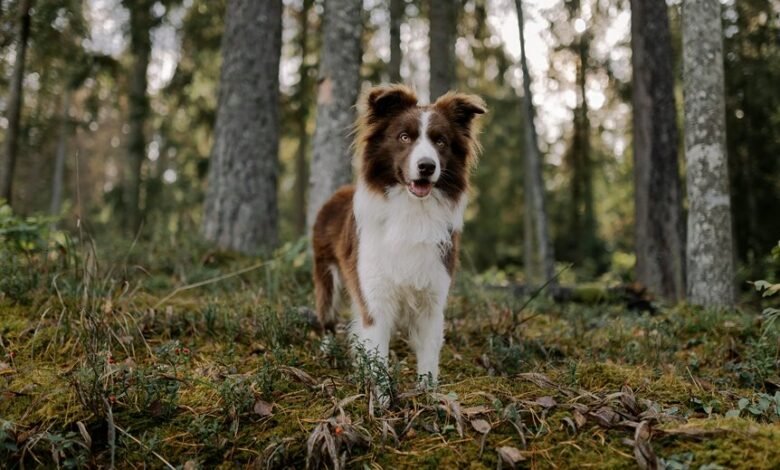 enterprise intelligence strategy overview