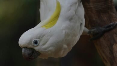 enterprise intelligence summary dossier